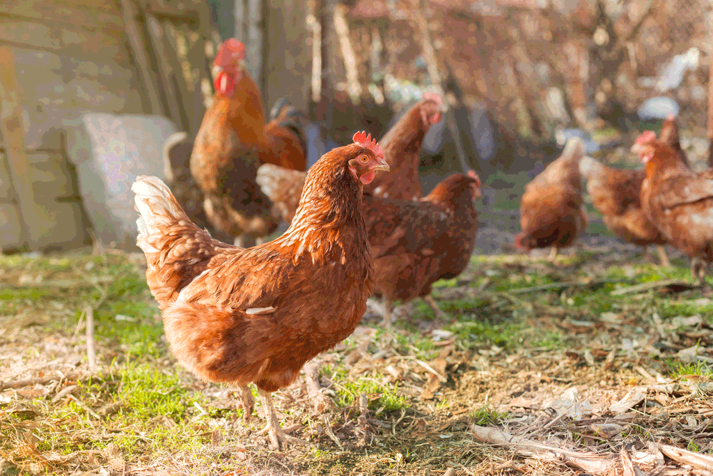 Hen health throughout the seasons