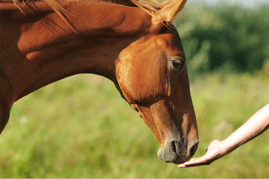 Maintaining your horses health