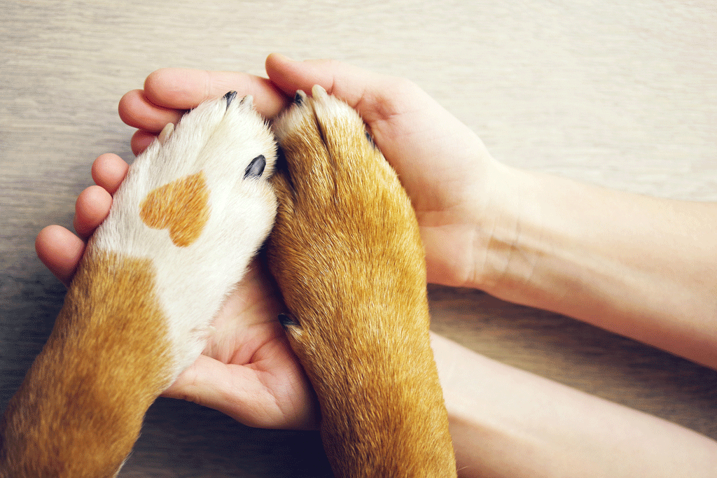What You Need to Know About Your Dog’s Paws