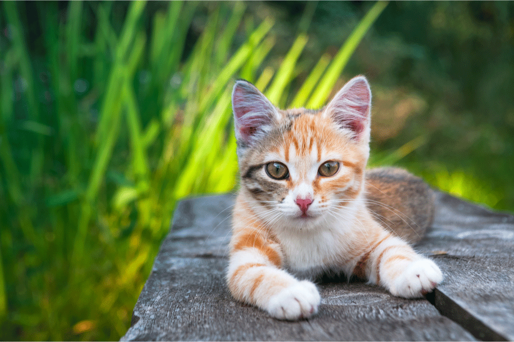Outdoor Safety for Indoor Cats