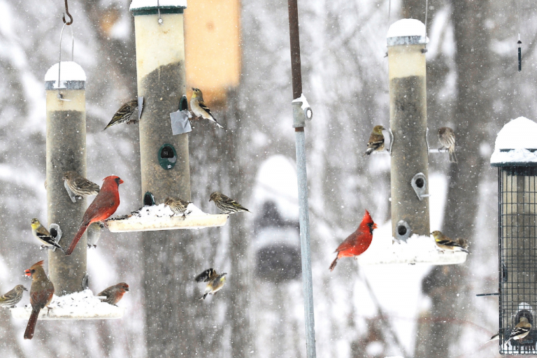 Best Winter Bird Feeders