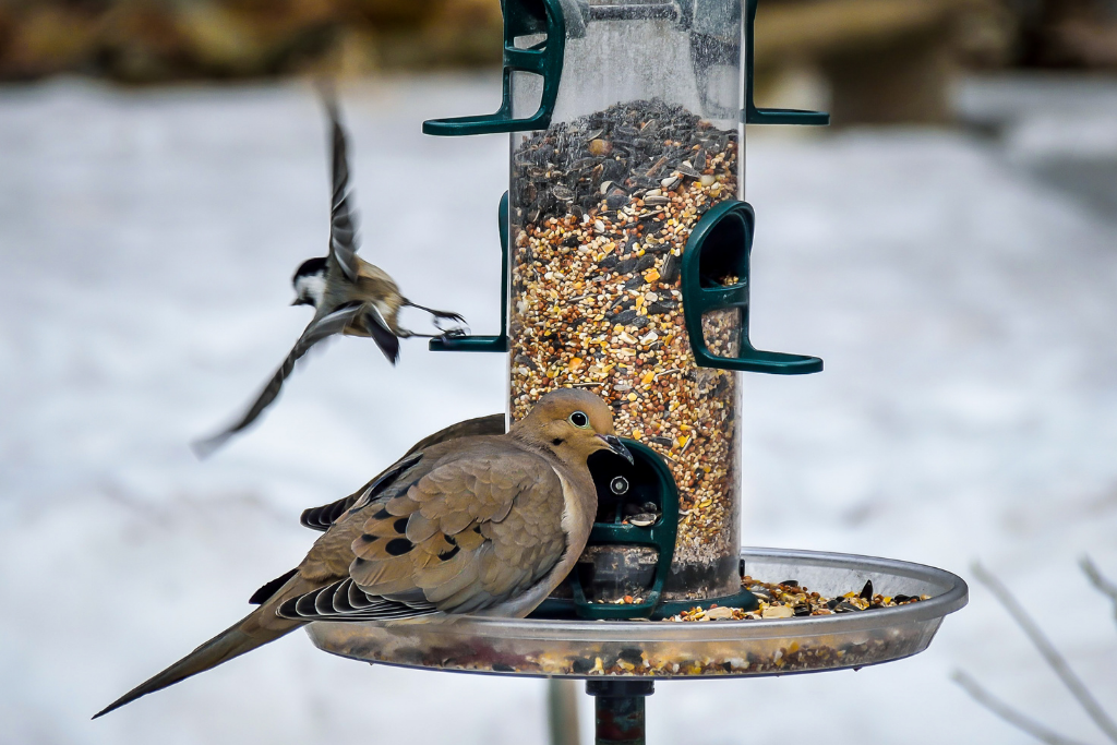 Feeding wild birds in winter