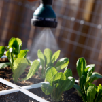 Watering vegetable garden plants