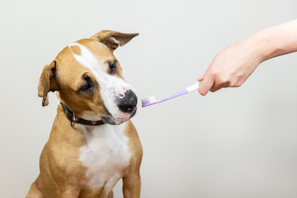Importance of Your Pet's Dental Health