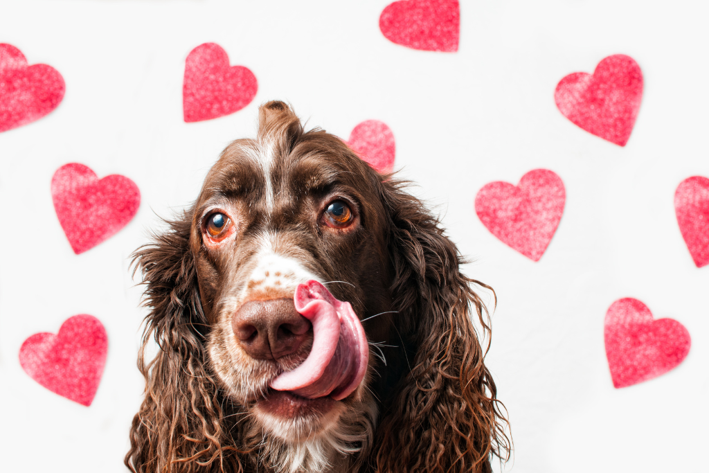 Valentine's Pet Safety Tips