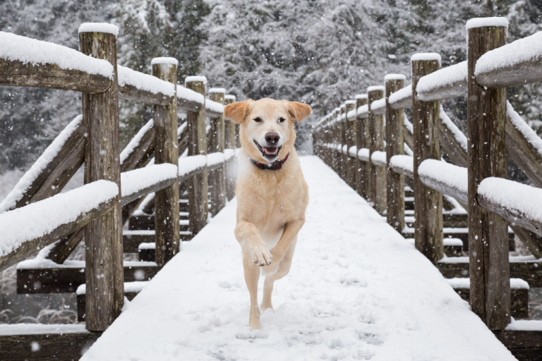 Image showcasing Dog Grooming Tips for Winter