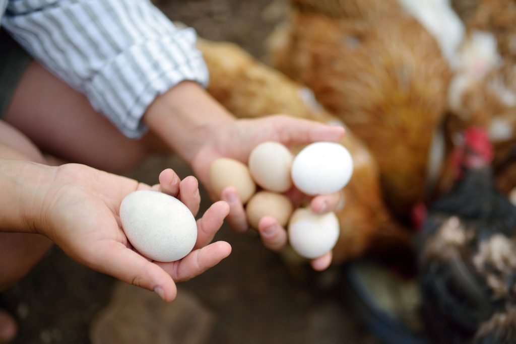 Woman farmer collecting fresh organic eggs on chicken farm. Woman farmer collecting fresh organic eggs on chicken farm.