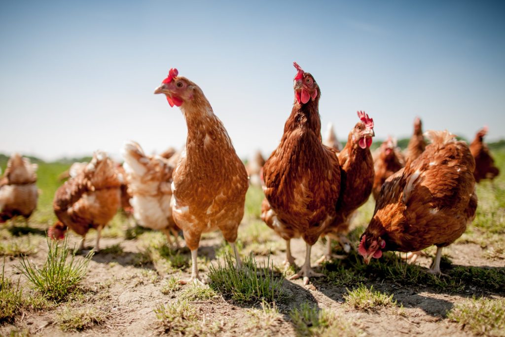 Free Range Flock