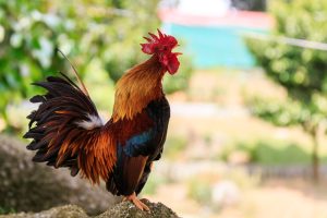 Colorful Rooster crowing Colorful Rooster crowing