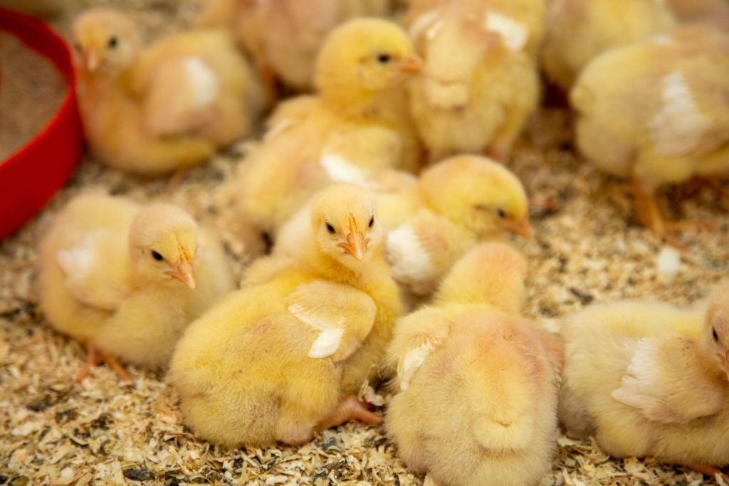 Broilers essential diet