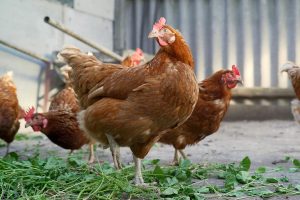 Common Health Issues in Chickens Brown chicken layers in a chicken coop