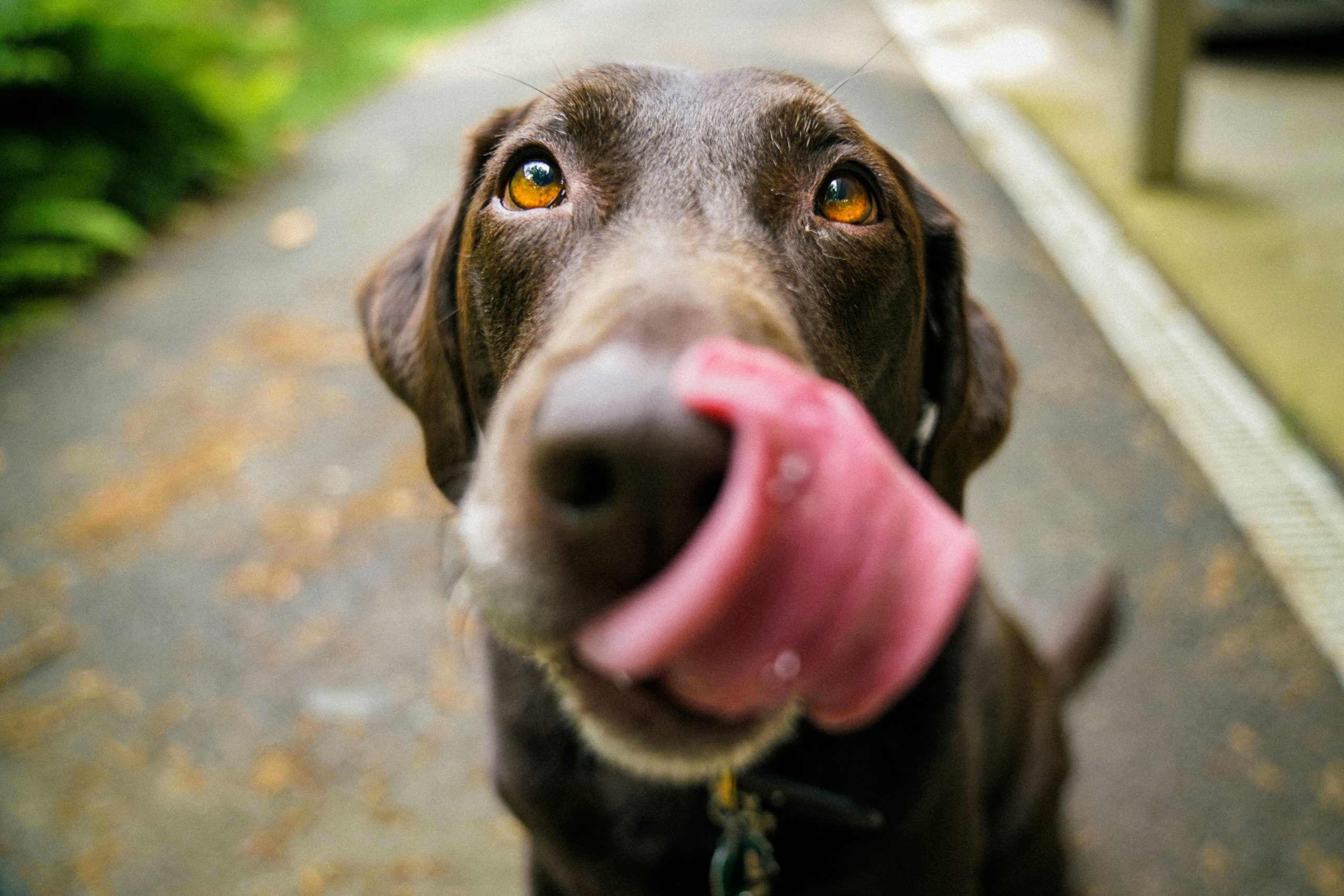 Happy dog licking their lips
